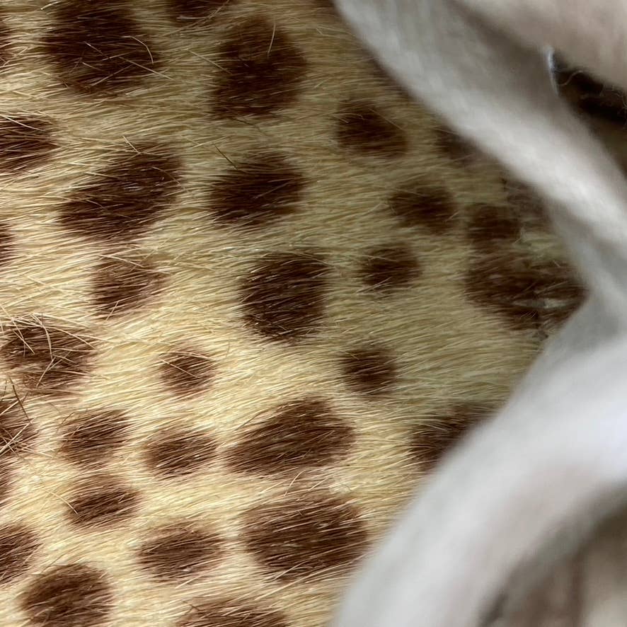 DOLCE VITA Women's Cream Multi Veola Plush Lifestyle Lace-Up Casual Sneaker SZ11